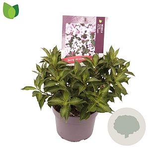 Weigela florida Pink Poppet 25-30 cm 3,0L