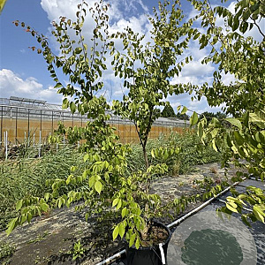 Zelkova serrata 200-225 cm 50L meerstammig