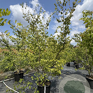 Zelkova serrata 200-250 cm 50L meerstammig