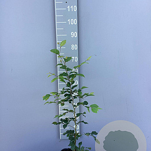 Fagus sylvatica 60-80 cm 3,0L
