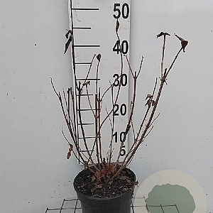 Weigela 'Bristol Ruby' 40-50 cm 3,0L