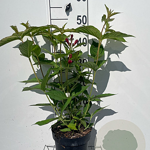 Weigela 'Bristol Ruby' 40-50 cm 3,0L