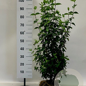 Cornus mas 80-100 cm met kluit