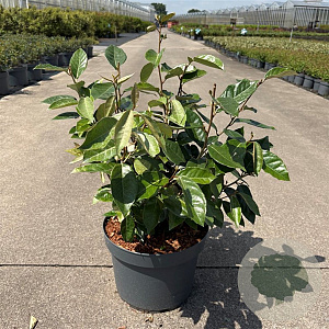 Elaeagnus ebbingei 60-80 cm 10L