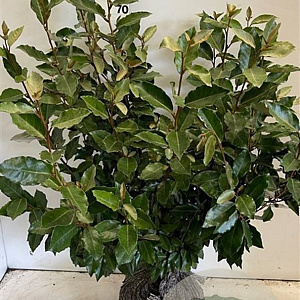 Elaeagnus ebb. 'Compacta' 60-80 cm met kluit