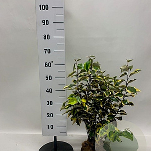 Elaeagnus ebb. 'Gilt Edge' 50-60 cm met kluit