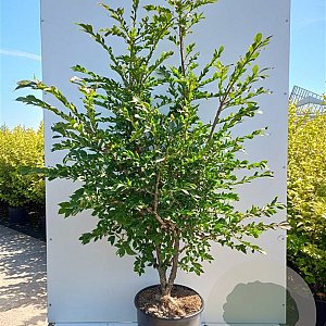 Euonymus alatus 40-50 cm met kluit