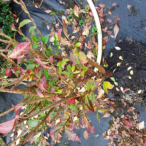Euonymus alatus 50-60 cm met kluit
