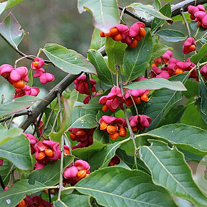 Euonymus europaeus 100-125 cm met kluit