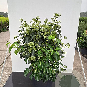 Hedera hel. 'Arborescens' 40-50 cm 7,5L