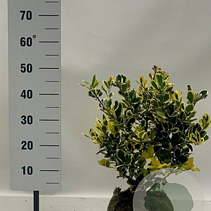 Ilex altacl. 'Golden King' 50-60 cm met kluit