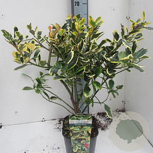 Ilex altacl. 'Golden King' 50-60 cm met kluit