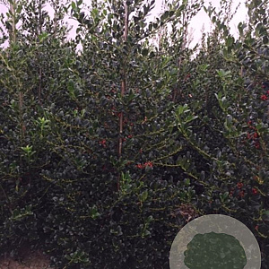 Ilex aq. 'J.C. van Tol' 50-60 cm met kluit