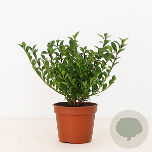 Ilex crenata 'Jenny' 30-40 cm met kluit