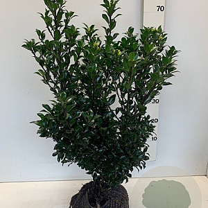 Ilex meserv. 'Heckenpracht' 50-60 cm met kluit