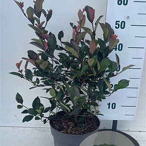 Photinia fraseri 'Little Red Robin' 40-50 cm 7,5L