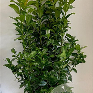 Prunus l. 'Ani' 80-100 cm met kluit