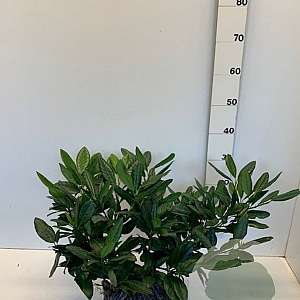 Prunus l. 'Cherry Brandy' 30-40 cm met kluit