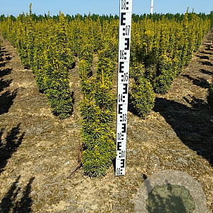 Taxus b. 'David' 50-60 cm met kluit
