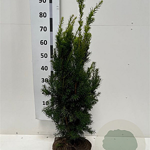 Taxus media 'Hicksii' 60-80 cm met kluit
