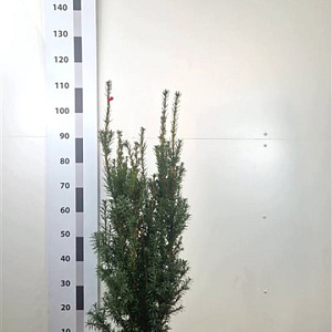 Taxus media 'Hicksii' 60-80 cm met kluit