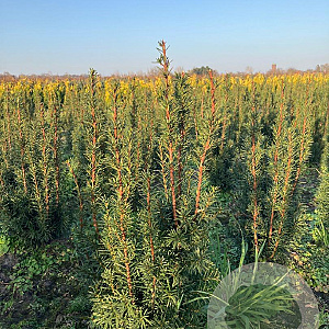 Taxus media 'Hicksii' 60-80 cm met kluit