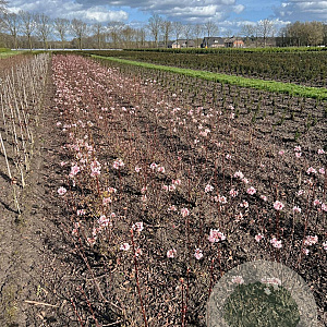 Viburnum bodn. 'Charles Lamont' 80-100 cm met kluit