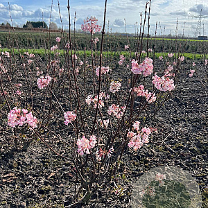 Viburnum bodn. 'Charles Lamont' 80-100 cm met kluit