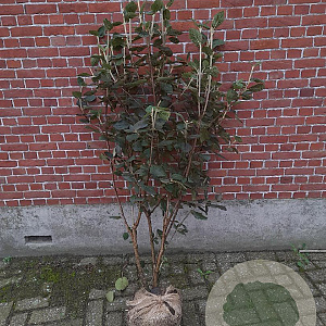Viburnum lantana 80-100 cm met kluit