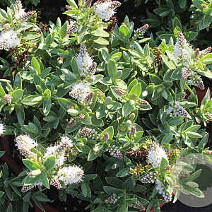 Hebe albicans GM 1.5