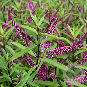 Hebe 'Great Orme' GM 1.5