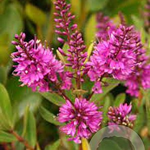 Hebe 'Wiri Charm' GM 1.5