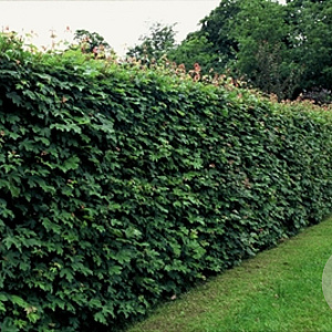 Acer campestre 15-30 cm wortelgoed 1/0 