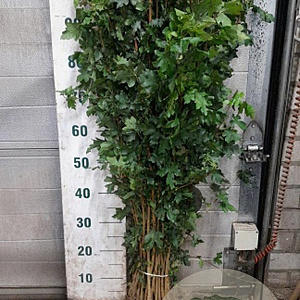 Acer campestre 250-300 cm wortelgoed spil