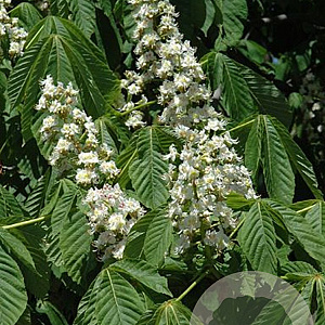 Aesculus hippocastanum 80-100 cm wortelgoed 1/2