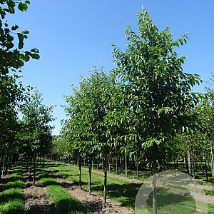 Alnus spaethii 150-175 cm wortelgoed