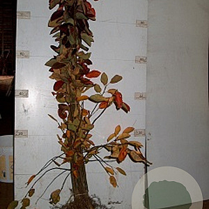 Amelanchier lamarckii 100-125 cm wortelgoed 1/2 3 tak