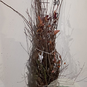 Amelanchier lamarckii 60-80 cm wortelgoed 1/2