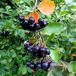 Aronia melanocarpa 60-90 cm wortelgoed 1/2 3 tak