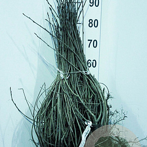 Aronia melanocarpa 60-90 cm wortelgoed 1/2 3 tak