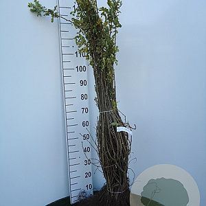 Caragana arborescens 60-100 cm wortelgoed 1/1