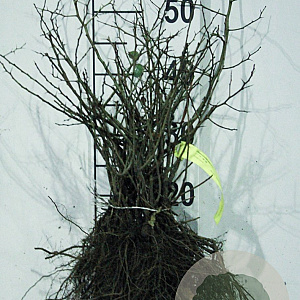 Chaenomeles japonica 40-50 cm wortelgoed 1/1 2-3 tak