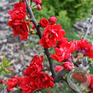Chaenomeles japonica 40-60 cm wortelgoed 1/2 2-3 tak