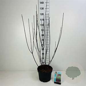 Cornus alba 'Kesselringii' 40-60 cm wortelgoed 0/1/0 2 tak