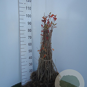 Cotoneaster lucidus 40-60 cm wortelgoed 1/1