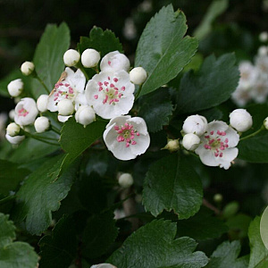 Crataegus laevigata 60-100 cm wortelgoed 1/1 2-3 tak