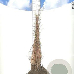 Deutzia scabra 60-100 cm wortelgoed 0/1 2 tak