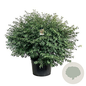 Euonymus alat. 'Compactus' 15 cm wortelgoed 0/1/1