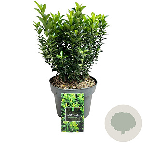 Euonymus jap. 'Green Spire' 30-40 cm 5,0L