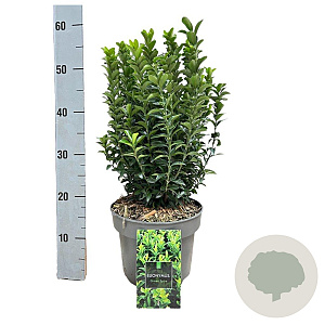 Euonymus jap. 'Green Spire' 30-40 cm 5,0L